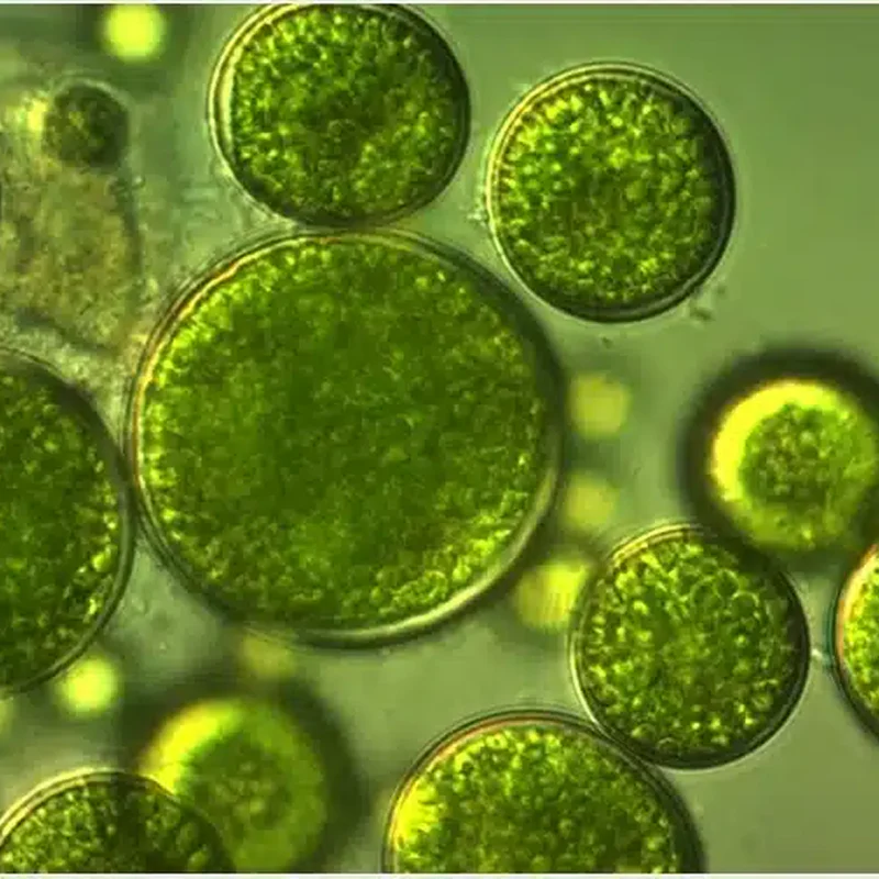 Chlorella